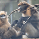 Guizhou_Snub_Nosed_Monkeys_Thrive_Under_Expanded_Protection_Efforts - Khabar Asia Guizhou_Snub_Nosed_Monkeys_Thrive_Under_Expanded_Protection_Efforts