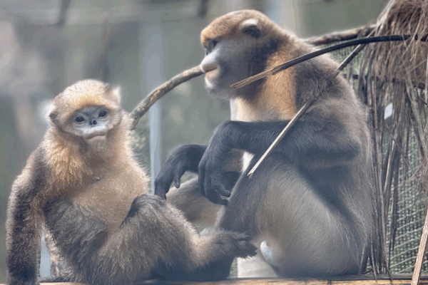 Guizhou Snub-Nosed Monkeys Thrive Under Expanded Protection Efforts Guizhou_Snub_Nosed_Monkeys_Thrive_Under_Expanded_Protection_Efforts