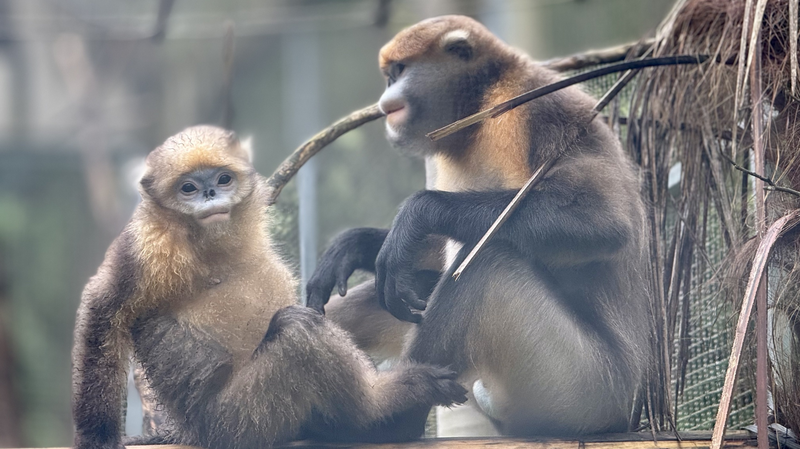 Guizhou_Snub_Nosed_Monkeys_Thrive_Under_Expanded_Protection_Efforts - Khabar Asia Guizhou_Snub_Nosed_Monkeys_Thrive_Under_Expanded_Protection_Efforts