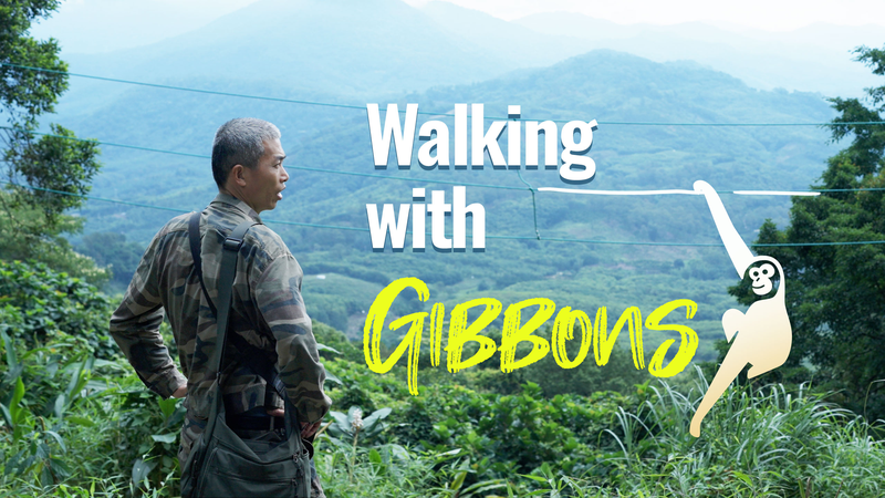 Hainan Gibbons Make a Comeback: Conservation Efforts Pay Off Hainan_Gibbons_Make_a_Comeback__Conservation_Efforts_Pay_Off video poster