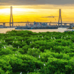 Hainan_Targets_Mangrove_Expansion_by_2025_to_Boost_Coastal_Resilience - Khabar Asia Hainan_Targets_Mangrove_Expansion_by_2025_to_Boost_Coastal_Resilience