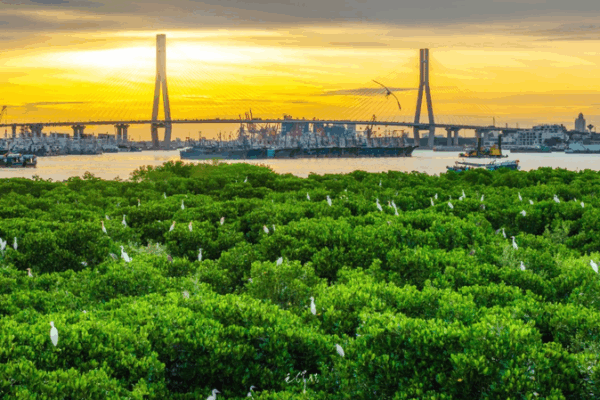 Hainan Targets Mangrove Expansion by 2025 to Boost Coastal Resilience Hainan_Targets_Mangrove_Expansion_by_2025_to_Boost_Coastal_Resilience