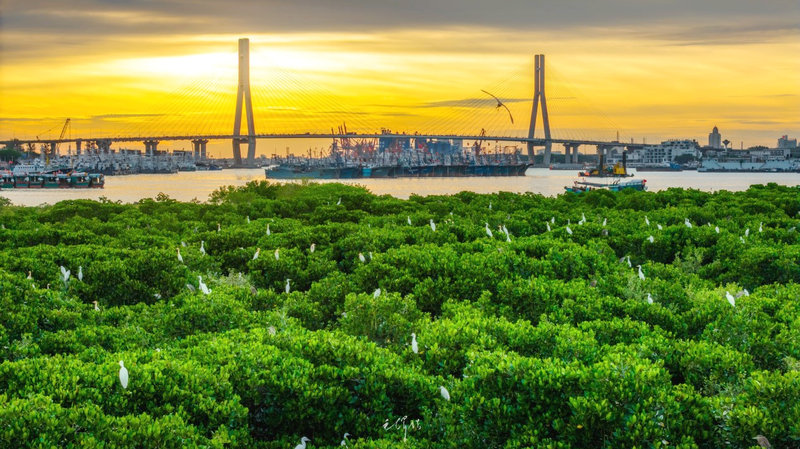 Hainan_Targets_Mangrove_Expansion_by_2025_to_Boost_Coastal_Resilience - Khabar Asia Hainan_Targets_Mangrove_Expansion_by_2025_to_Boost_Coastal_Resilience