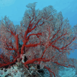 Hainan_s_Sansha_Coral_Reefs_Stage_Remarkable_Ecological_Comeback_poster - Khabar Asia Hainan_s_Sansha_Coral_Reefs_Stage_Remarkable_Ecological_Comeback video poster