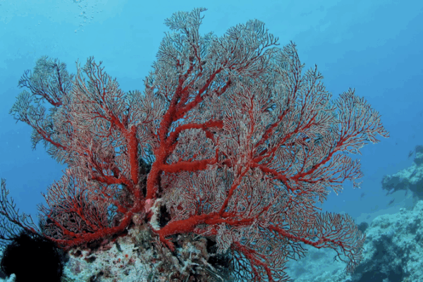 Hainan’s Sansha Coral Reefs Stage Remarkable Ecological Comeback Hainan_s_Sansha_Coral_Reefs_Stage_Remarkable_Ecological_Comeback video poster