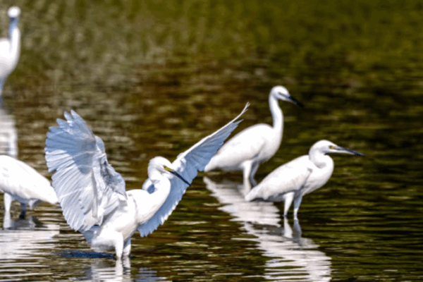 Hainan’s Wetland Haven: A Sanctuary for Migratory Birds and Biodiversity Hainan_s_Wetland_Haven__A_Sanctuary_for_Migratory_Birds_and_Biodiversity