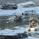 Lion_and_Tiger_Forge_Rare_Cross_Species_Bond_at_Beijing_Wildlife_Park