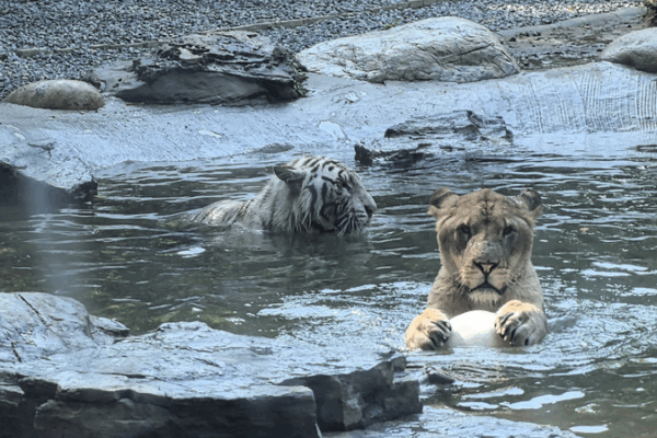 Lion and Tiger Forge Rare Cross-Species Bond at Beijing Wildlife Park Lion_and_Tiger_Forge_Rare_Cross_Species_Bond_at_Beijing_Wildlife_Park