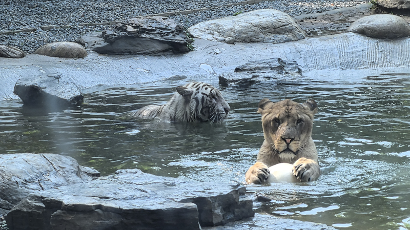 Lion_and_Tiger_Forge_Rare_Cross_Species_Bond_at_Beijing_Wildlife_Park - Khabar Asia Lion_and_Tiger_Forge_Rare_Cross_Species_Bond_at_Beijing_Wildlife_Park