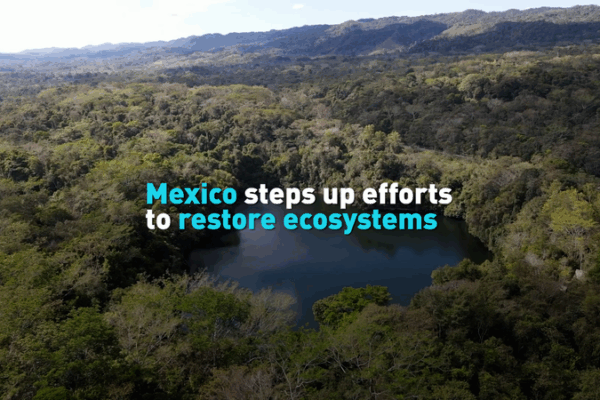 Mexico Intensifies Ecosystem Restoration Amid Climate Challenges Mexico_Intensifies_Ecosystem_Restoration_Amid_Climate_Challenges video poster