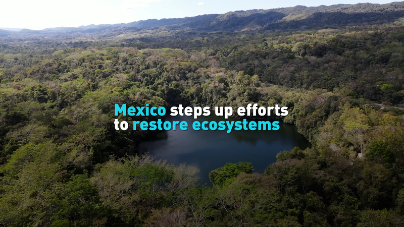 Mexico_Intensifies_Ecosystem_Restoration_Amid_Climate_Challenges video poster