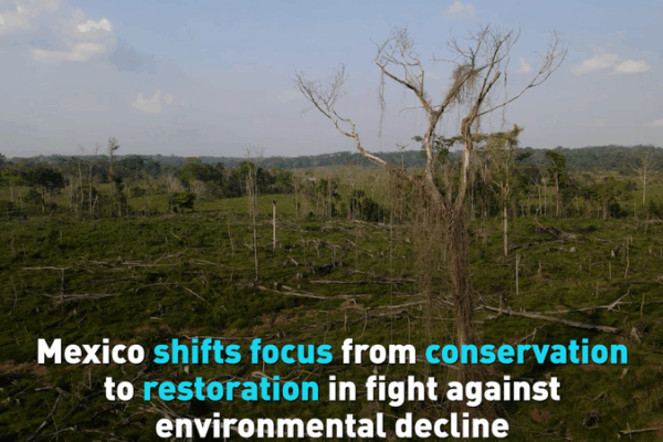 Mexico Pivots to Ecosystem Restoration Amid Climate Crisis Mexico_Pivots_to_Ecosystem_Restoration_Amid_Climate_Crisis video poster