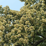 Millennium_Old_Emmenopterys_Henryi_Tree_Blooms_in_Guizhou - Khabar Asia Millennium_Old_Emmenopterys_Henryi_Tree_Blooms_in_Guizhou