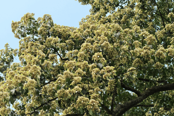 Millennium-Old Emmenopterys Henryi Tree Blooms in Guizhou Millennium_Old_Emmenopterys_Henryi_Tree_Blooms_in_Guizhou