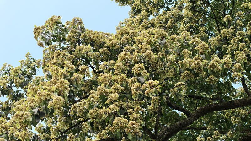 Millennium_Old_Emmenopterys_Henryi_Tree_Blooms_in_Guizhou