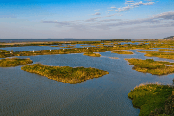 Minjiang Wetland Emerges as Vital Hub for Migratory Birds in Asia Minjiang_Wetland_Emerges_as_Vital_Hub_for_Migratory_Birds_in_Asia