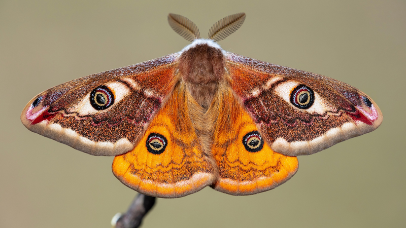 Moths Use Tomato Plant Ultrasonics for Egg-Laying, Study Reveals Moths_Use_Tomato_Plant_Ultrasonics_for_Egg_Laying__Study_Reveals