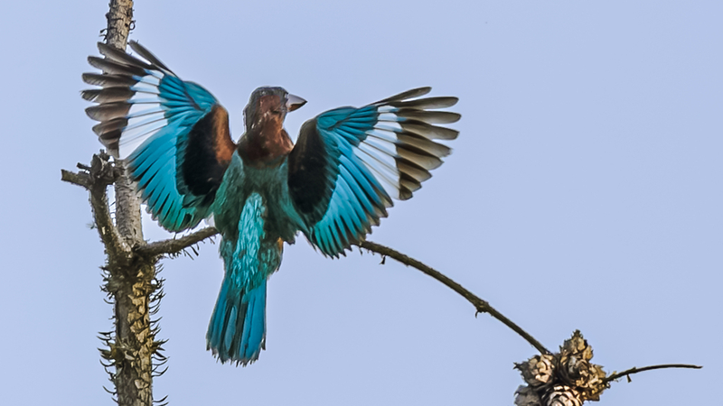 Nanchang_s_Rare_Birds_Thrive_in_Summer_Biodiversity_Showcase - Khabar Asia Nanchang_s_Rare_Birds_Thrive_in_Summer_Biodiversity_Showcase