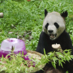 Panda_Maozhu_Celebrates_11th_Birthday_with_Festive_Treats_in_Yunnan_poster - Khabar Asia Panda_Maozhu_Celebrates_11th_Birthday_with_Festive_Treats_in_Yunnan video poster