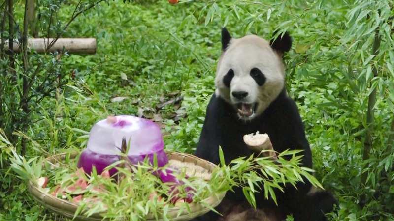 Panda_Maozhu_Celebrates_11th_Birthday_with_Festive_Treats_in_Yunnan video poster