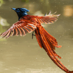 Phoenix_Like_Bird_Sighted_in_Jiangxi_Sparks_Cultural_Fascination