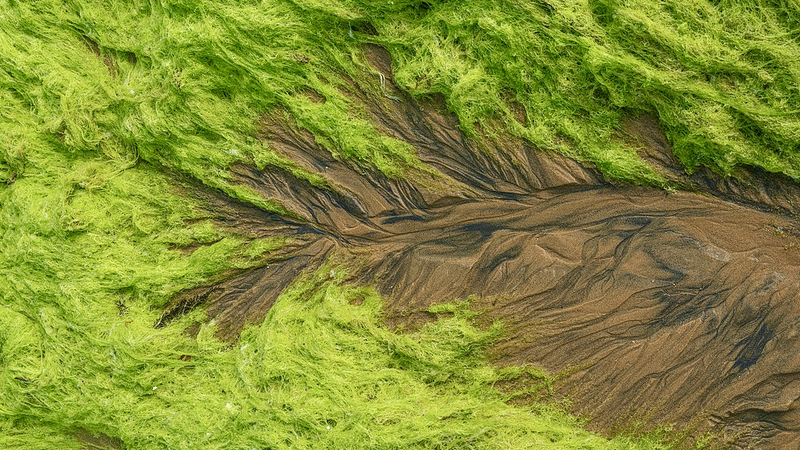 Qingdao_s__Tidal_Trees__Blur_Art_and_Ecology_in_Coastal_Spectacle - Khabar Asia Qingdao_s__Tidal_Trees__Blur_Art_and_Ecology_in_Coastal_Spectacle