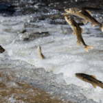 Qinghai_Lake_Naked_Carp_Migration_Reaches_Spectacular_Peak video poster