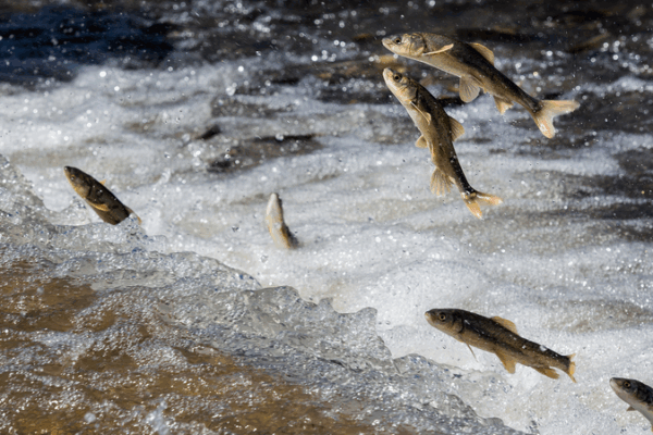 Qinghai Lake Naked Carp Migration Reaches Spectacular Peak Qinghai_Lake_Naked_Carp_Migration_Reaches_Spectacular_Peak video poster