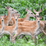 Rare_Hainan_Eld_s_Deer_Thrive_in_Conservation_Success_Story - Khabar Asia Rare_Hainan_Eld_s_Deer_Thrive_in_Conservation_Success_Story