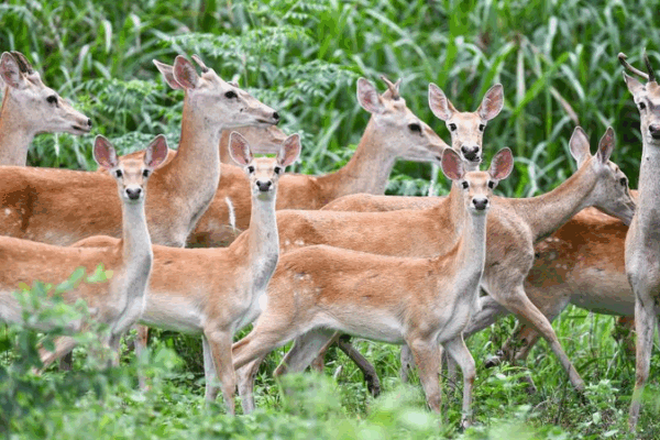 Rare Hainan Eld’s Deer Thrive in Conservation Success Story Rare_Hainan_Eld_s_Deer_Thrive_in_Conservation_Success_Story