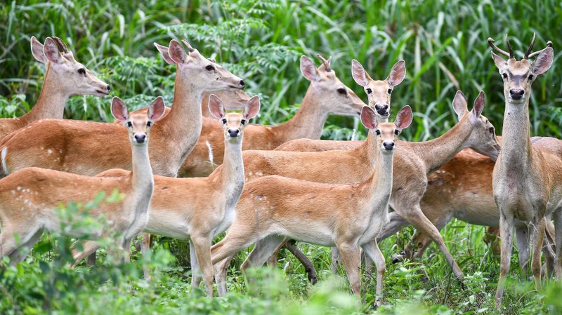Rare_Hainan_Eld_s_Deer_Thrive_in_Conservation_Success_Story - Khabar Asia Rare_Hainan_Eld_s_Deer_Thrive_in_Conservation_Success_Story
