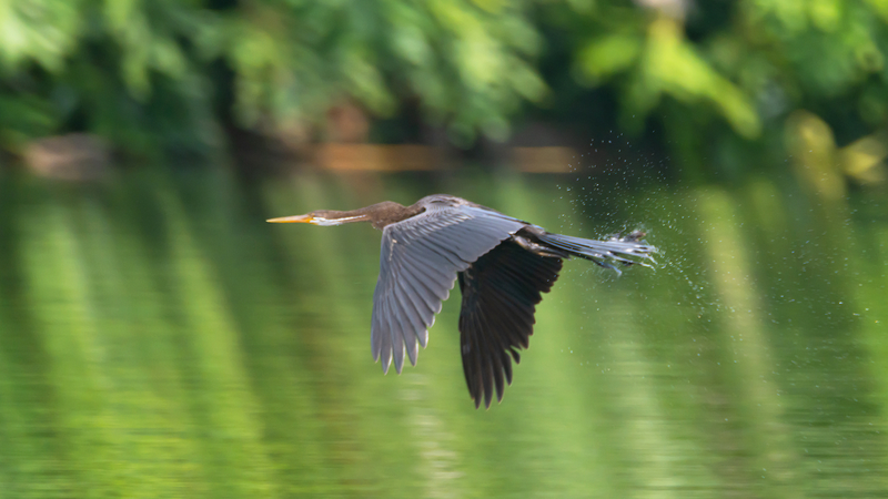 Rare Oriental Darter Spotted in Hainan for First Time Rare_Oriental_Darter_Spotted_in_Hainan_for_First_Time video poster