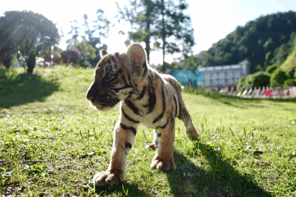 South China Tiger Conservation Blends Eco-Tourism and Education South_China_Tiger_Conservation_Blends_Eco_Tourism_and_Education video poster