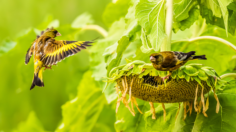 Sunflower Fields in Jiangxi Attract Flocks of Birds Amid Summer Heat Sunflower_Fields_in_Jiangxi_Attract_Flocks_of_Birds_Amid_Summer_Heat