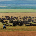 Thundering_Hooves__Xinjiang_s_Spectacular_Horse_Herd_Gallops_Across_Grasslands_poster - Khabar Asia Thundering_Hooves__Xinjiang_s_Spectacular_Horse_Herd_Gallops_Across_Grasslands video poster