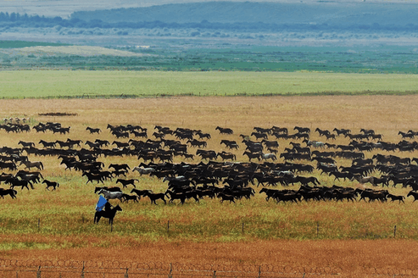 Thundering Hooves: Xinjiang’s Spectacular Horse Herd Gallops Across Grasslands Thundering_Hooves__Xinjiang_s_Spectacular_Horse_Herd_Gallops_Across_Grasslands video poster