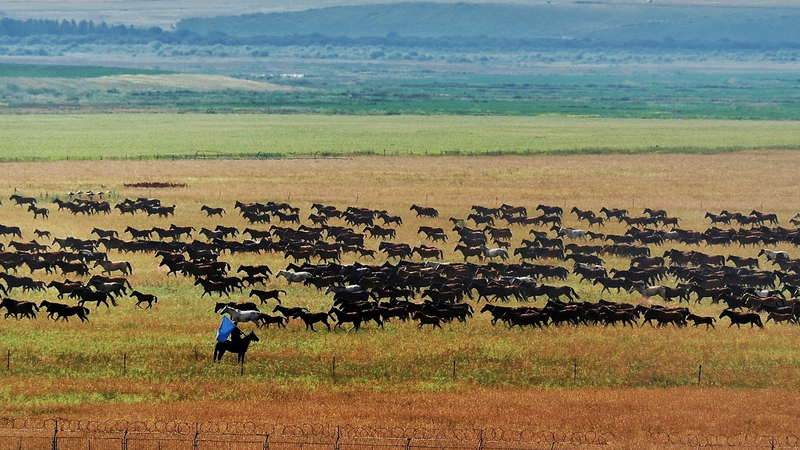 Thundering_Hooves__Xinjiang_s_Spectacular_Horse_Herd_Gallops_Across_Grasslands video poster