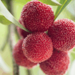 Guizhou’s Bayberry Harvest: A Summer Sensation in China