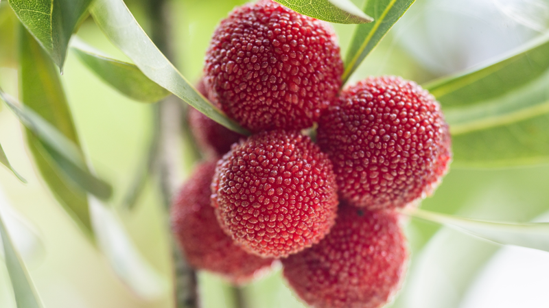 Guizhou’s Bayberry Harvest: A Summer Sensation in China