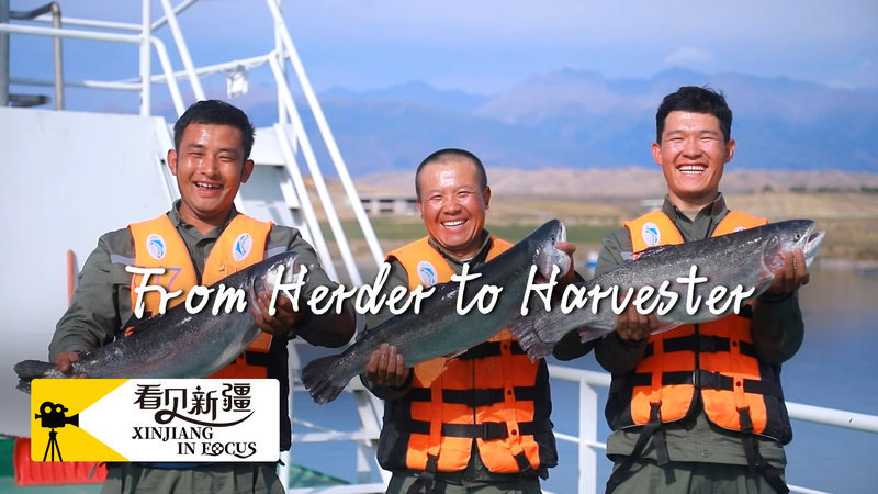 From Herder to Harvester: Xinjiang’s Salmon Boom Defies Geography From Herder to Harvester: Xinjiang’s Salmon Boom Defies Geography video poster