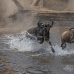 Wildebeest_Migration_Thrills_Viewers_in_CGTN_s_Live_Mara_River_Coverage video poster