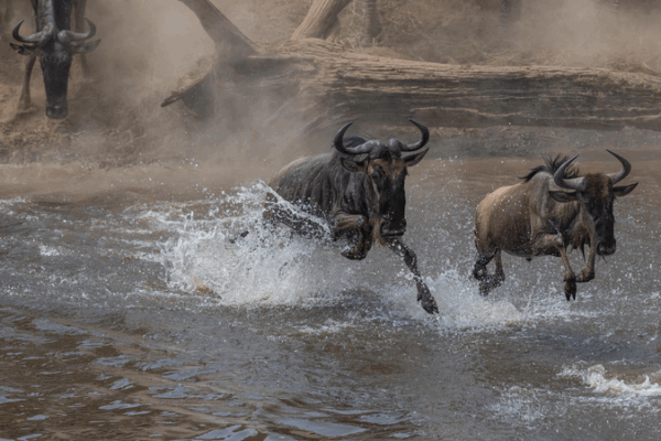 Wildebeest Migration Thrills Viewers in CGTN’s Live Mara River Coverage Wildebeest_Migration_Thrills_Viewers_in_CGTN_s_Live_Mara_River_Coverage video poster