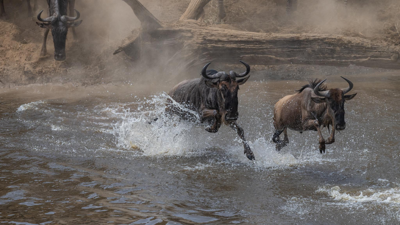 Wildebeest_Migration_Thrills_Viewers_in_CGTN_s_Live_Mara_River_Coverage_poster - Khabar Asia Wildebeest_Migration_Thrills_Viewers_in_CGTN_s_Live_Mara_River_Coverage video poster