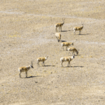 Witness_Tibetan_Antelopes__Calving_Season_Live_in_Altun_Shan_Reserve_poster - Khabar Asia Witness_Tibetan_Antelopes__Calving_Season_Live_in_Altun_Shan_Reserve video poster