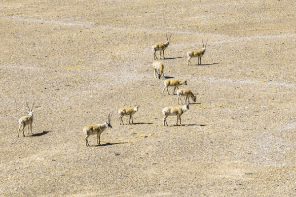 Witness Tibetan Antelopes’ Calving Season Live in Altun Shan Reserve Witness_Tibetan_Antelopes__Calving_Season_Live_in_Altun_Shan_Reserve video poster