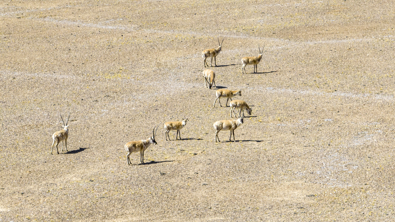 Witness_Tibetan_Antelopes__Calving_Season_Live_in_Altun_Shan_Reserve video poster