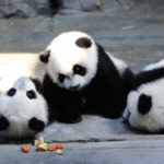 X6JZ9RCPVFARCJY2V7MR - Khabar Asia World’s Only Panda Triplets Celebrate 11th Birthday in China video poster
