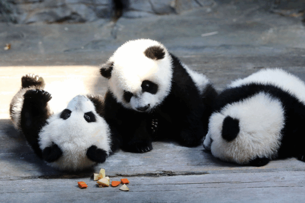 World’s Only Panda Triplets Celebrate 11th Birthday in China World’s Only Panda Triplets Celebrate 11th Birthday in China video poster