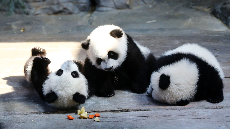 X6JZ9RCPVFARCJY2V7MR - Khabar Asia World’s Only Panda Triplets Celebrate 11th Birthday in China video poster