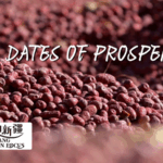 Xinjiang_s_Red_Dates__Sweet_Success_in_Ruoqiang_Orchards video poster
